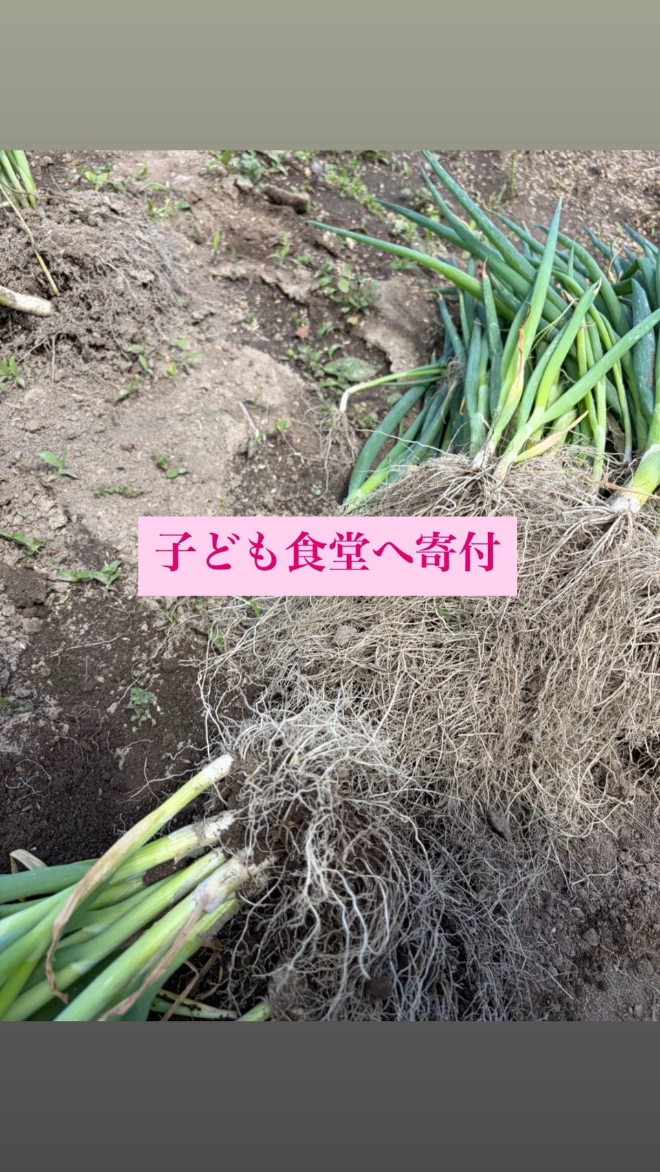 子ども食堂へ寄付する収穫した長ネギ